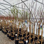 Slivka domáca (Prunus domestica) ´PRESIDENT´ - výška 200-230 cm, obvod kmeňa 6/8 cm, kont. C10L